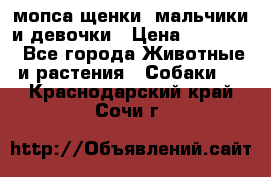 мопса щенки -мальчики и девочки › Цена ­ 25 000 - Все города Животные и растения » Собаки   . Краснодарский край,Сочи г.